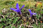 61 Bei fiori